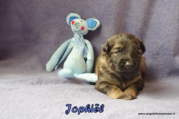Jophiël, licht-grauwe Oudduitse Herder reu van 2 weken oud